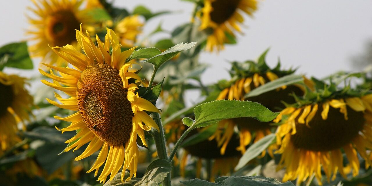 El girasol la planta que mira al sol.